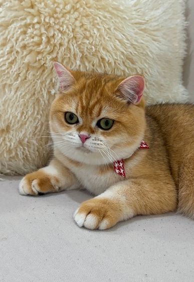 แมวบริติชช็อตแฮร์ รูปที่ 3