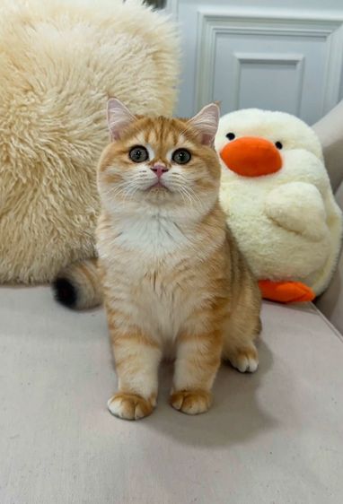 แมวบริติชช็อตแฮร์ รูปที่ 3