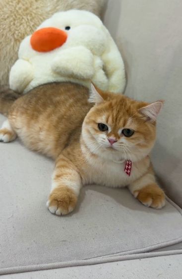 บริติช ชอร์ตแฮร์ (British Shorthair) แมวบริติชช็อตแฮร์