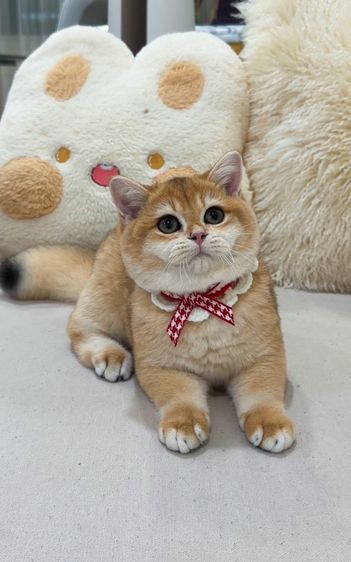บริติช ชอร์ตแฮร์ (British Shorthair) แมวบริติชช็อตแฮร์