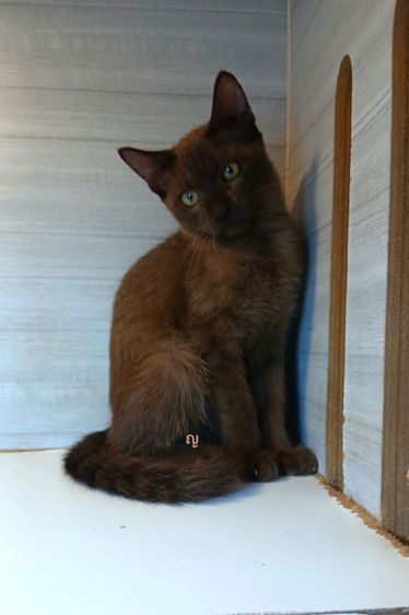 วิเชียรมาศ (Siamese Cat) แมวไทย เพศเมีย ไม่มีตำหนหางเรียวยาว คะวัคซีนแล้ว1เข็มก่อนย้ายตรวจหัดแมวฟรีรับประกันเอดส์แมวกับรูคีเมียคะ