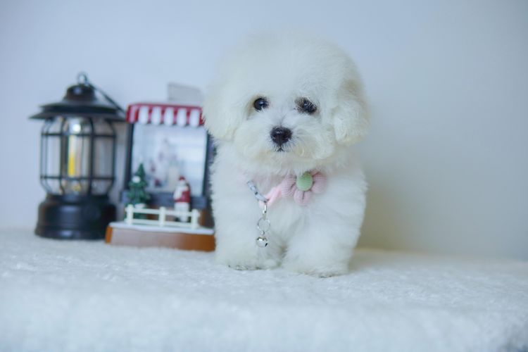 อื่นๆ เล็ก ลูก bichon frise เพศเมีย ( โปรโมชั่นพิเศษ ) พร้อมย้ายบ้าน