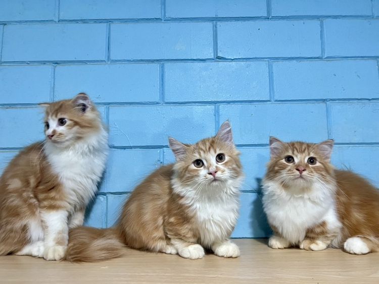 มันช์กิ้น (Munchkin) มันช์กิ้นผสมเมนคูน