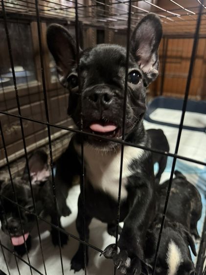 เฟรนช์ บูลด็อก (French Bulldog) เล็ก เฟรนบลูด๊อก