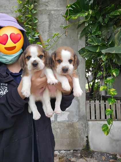 บีเกิล (Beagle) เล็ก ลูกสุนัขบีเกิ้ล ผู้ แท้สายเลือดดี