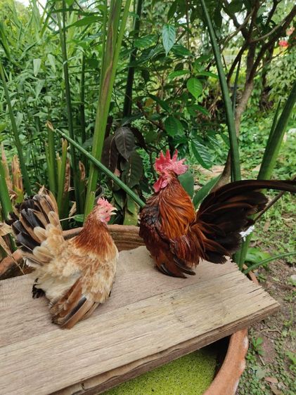 ไก่แจ้จิ๋ว