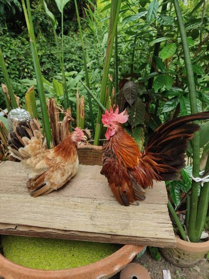 ไก่แจ้จิ๋ว รูปที่ 4