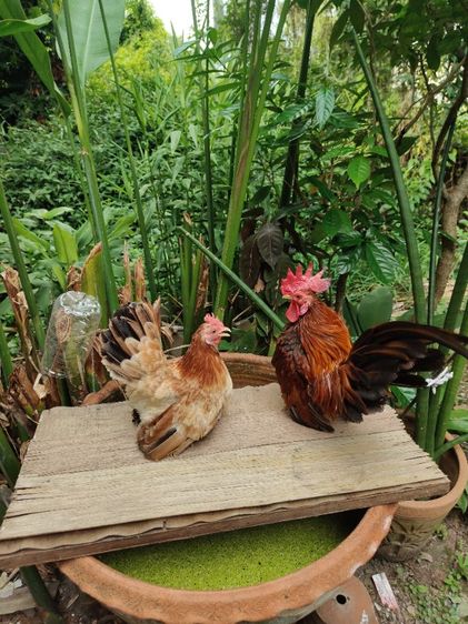 ไก่แจ้จิ๋ว รูปที่ 3