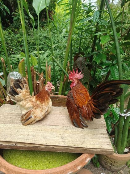 ไก่แจ้จิ๋ว รูปที่ 5