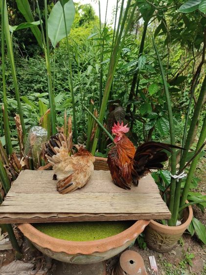 ไก่แจ้จิ๋ว รูปที่ 2