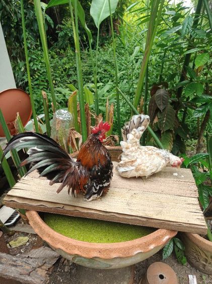 ไก่แจ้ตัวน้อยน่ารัก