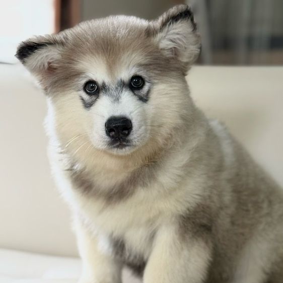 อลาสกันมาลามิวท์ โครงสร้างสวยๆ หุ่นหมี ราคาถูก เชียงใหม่