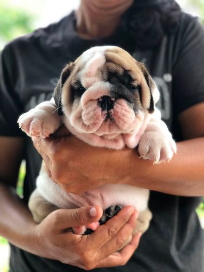 บูลด็อก (Bulldog) กลาง อิงลิชบลูด็อกเพศผู้