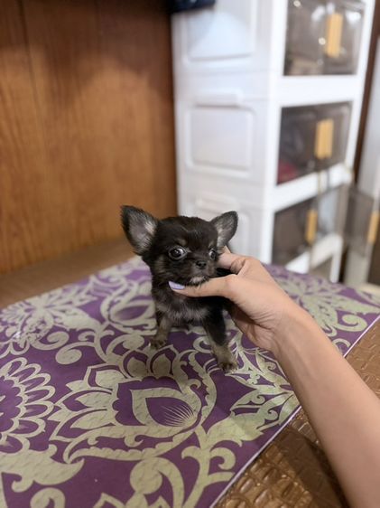 ชิวาวา (Chihuahua) เล็ก ชิวาวาขนยาว ตัวผู้ สีแบล็คแทน