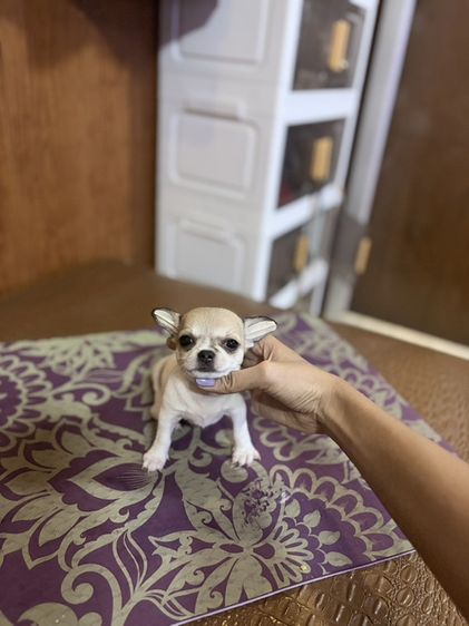 ชิวาวา (Chihuahua) เล็ก ชิวาวาขนสั้น ตัวเมีย สีน้ำตาล-ขาว