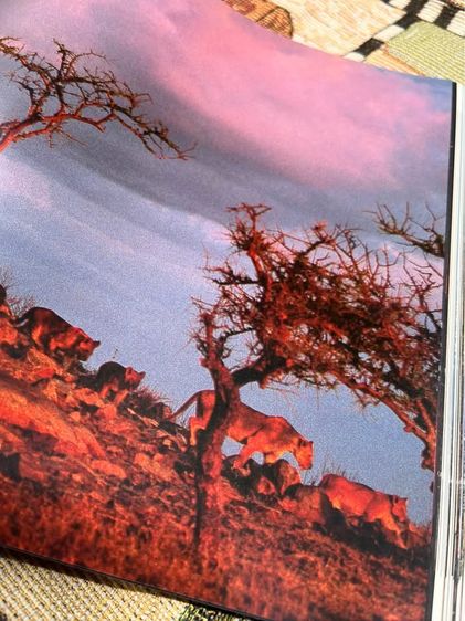 หนังสือSERENGETI รูปที่ 7