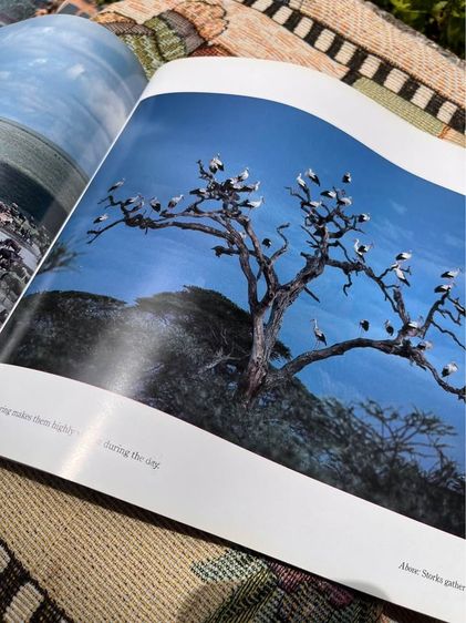 หนังสือSERENGETI รูปที่ 6