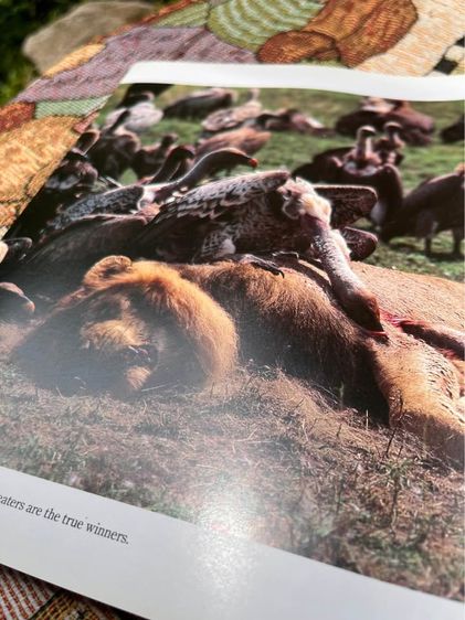 หนังสือSERENGETI รูปที่ 4