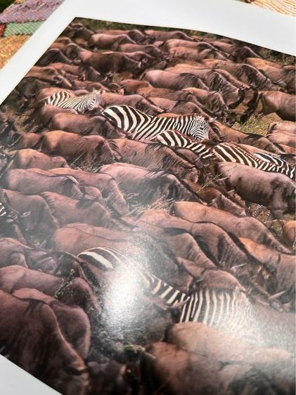 หนังสือSERENGETI รูปที่ 5