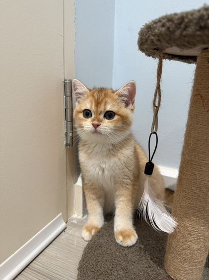 บริติช ชอร์ตแฮร์ (British Shorthair) น้องแมว บริติช ช็อตแฮร์