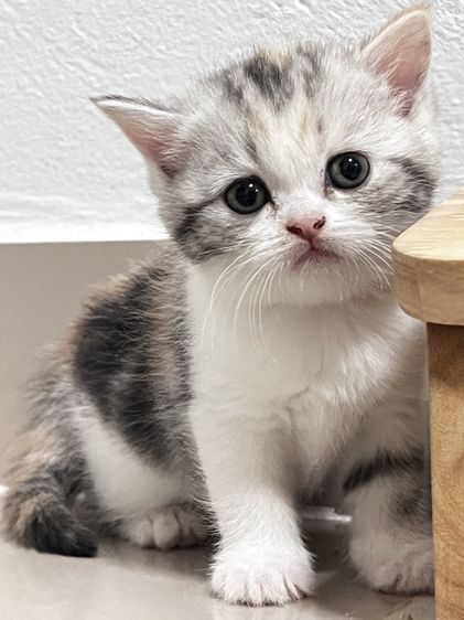 สก็อตติช โฟลด์ (Scottish Fold) แมว Scottish fold Cat