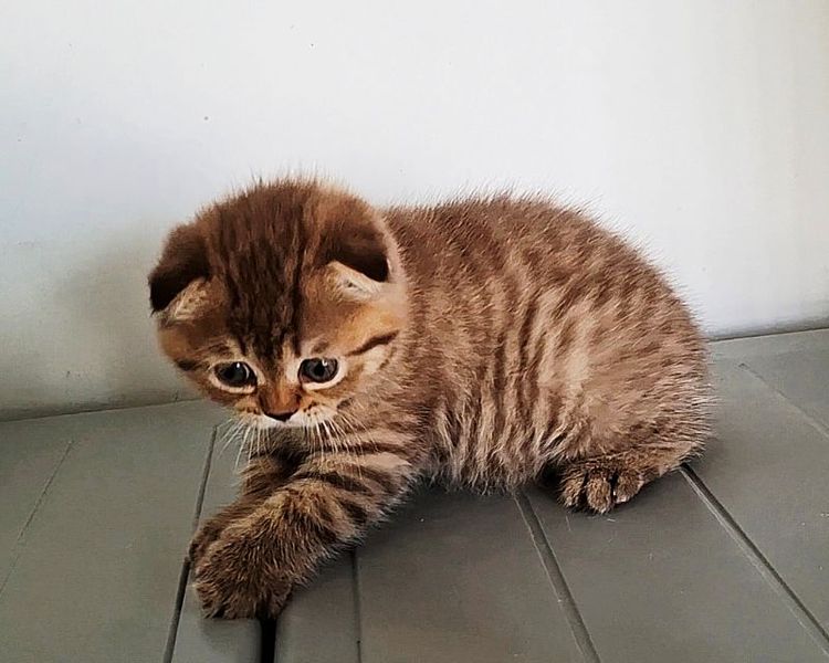 สก็อตติช โฟลด์ (Scottish Fold) ❤️ขายสก๊อตติช โฟลด์ พันธ์แท้ 100%