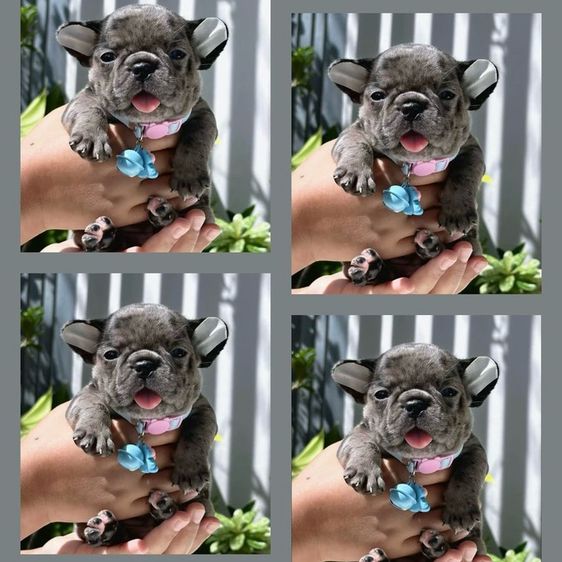 เฟรนช์ บูลด็อก (French Bulldog) เล็ก เฟรนบลูด็อกสีเมอร์ หญิง