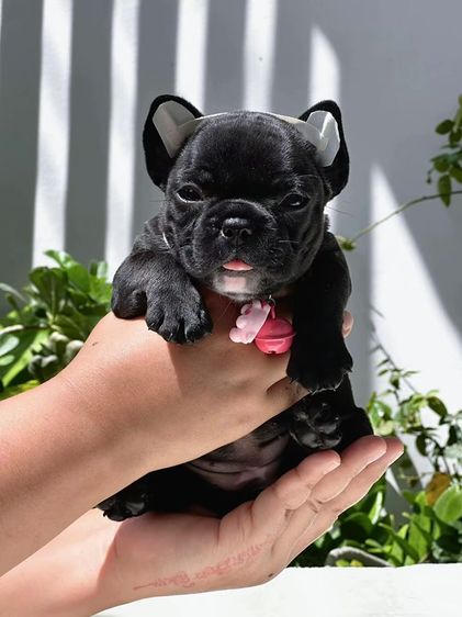 เฟรนช์ บูลด็อก (French Bulldog) เล็ก เฟรนบลูด็อก หญิง สีดำ