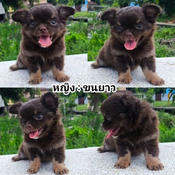 ชิวาวา (Chihuahua) เล็ก ชิวาวา (ขนยาว)
