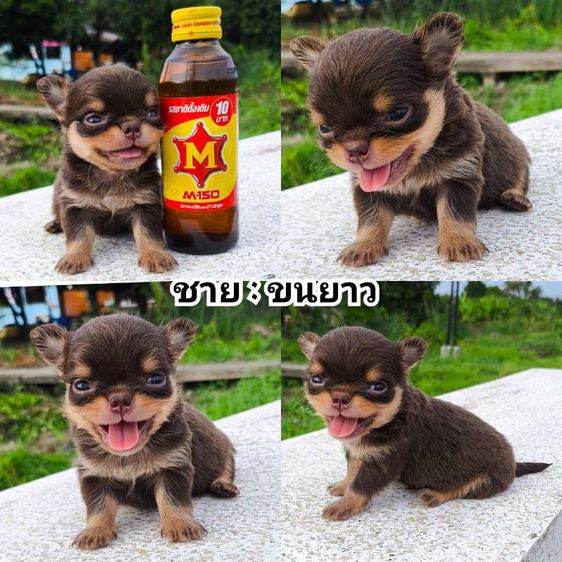 ชิวาวา (ขนยาว)