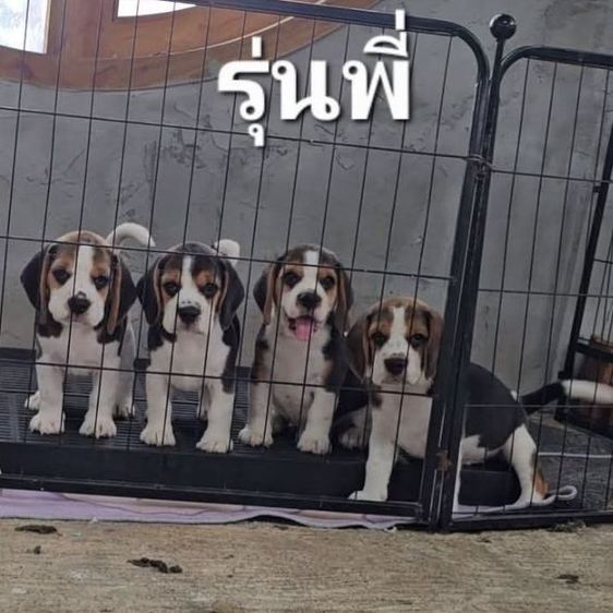 บีเกิล (Beagle) เล็ก ลูกสุนัขบีเกิ้ลแท้ สายเลือดดี มาร์คหน้าสวย