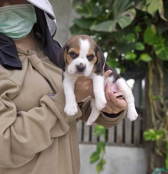 บีเกิล (Beagle) เล็ก ลูกสุนัขบีเกิ้ลเมีย แท้ สายเลือดดี