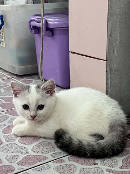 สก๊อตตืชแท้ พร้อมย้าย