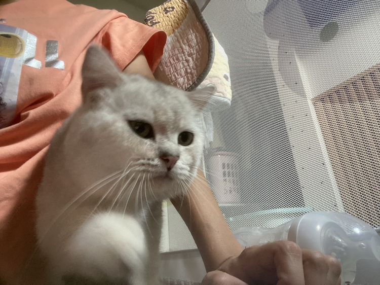 บริติช ชอร์ตแฮร์ (British Shorthair) พ่อพันธุ์บริติช