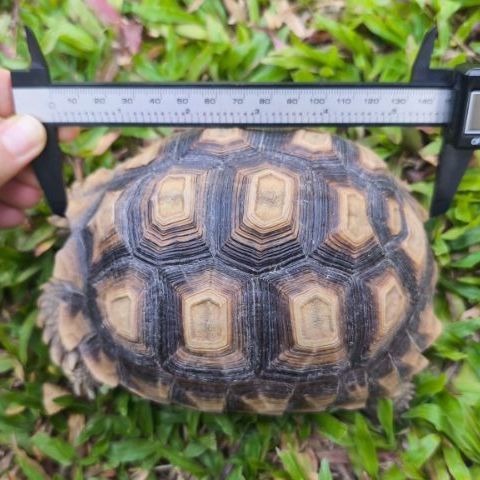 🐢 ลูกเต่าบกซูคาต้า 6นิ้ว (Sulcata Tortoise)แข็งแรง กินเก่ง ขับถ่ายดี ฟักจากไข่เอง เลี้ยงแดดธรรมชาติ 💚กระดองสวย ไม่ป่วย ไม่โทรม