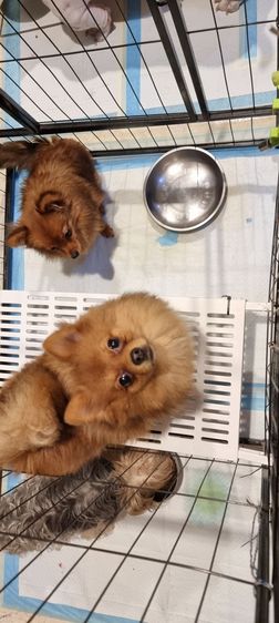 ชิวาวา (Chihuahua) สุนัขปอมชิวาวา ผู้1เมีย1ไซด์เล็ก