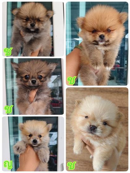 ปอมเมอเรเนียน (Pomeranian) กลาง ปอมเมอเรเนียน