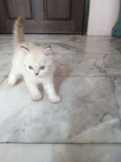 สก็อตติช โฟลด์ (Scottish Fold) ลูกเเมวสก๊อตติชโฟตาฟ้า