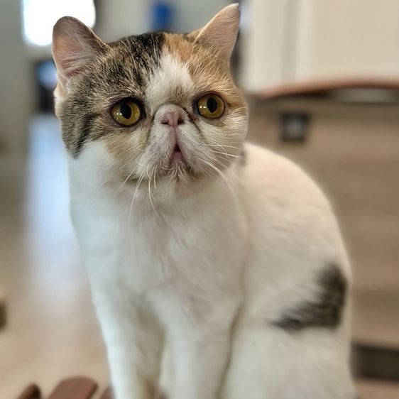 แม่พันธุ์ เอ็กโซติก ช็อตแฮร์ (Exotic Shorthair) ขนสั้น
