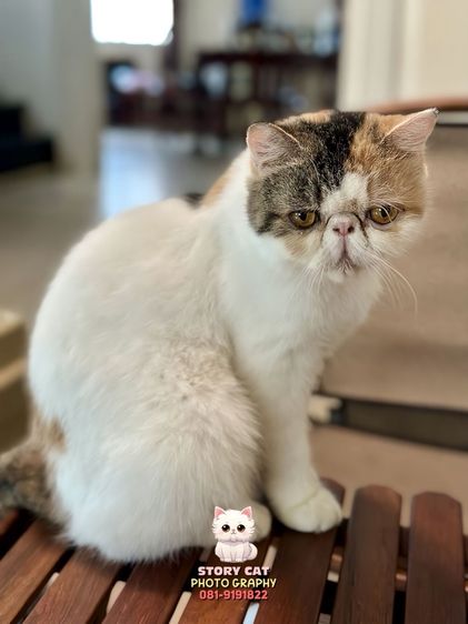 แม่พันธุ์ เอ็กโซติก ช็อตแฮร์ (Exotic Shorthair) รูปที่ 5