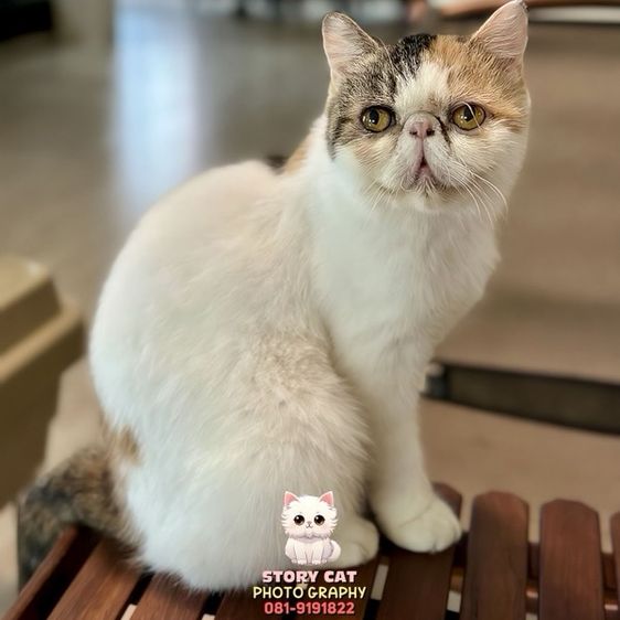 แม่พันธุ์ เอ็กโซติก ช็อตแฮร์ (Exotic Shorthair) รูปที่ 8