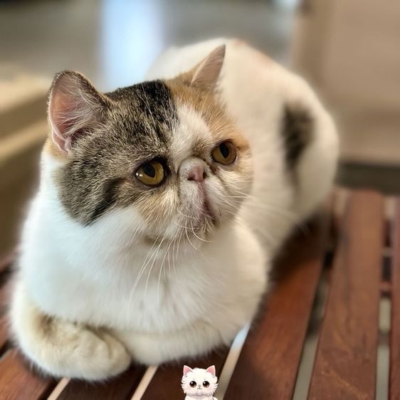 แม่พันธุ์ เอ็กโซติก ช็อตแฮร์ (Exotic Shorthair) รูปที่ 3