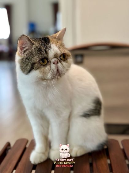 แม่พันธุ์ เอ็กโซติก ช็อตแฮร์ (Exotic Shorthair) รูปที่ 4