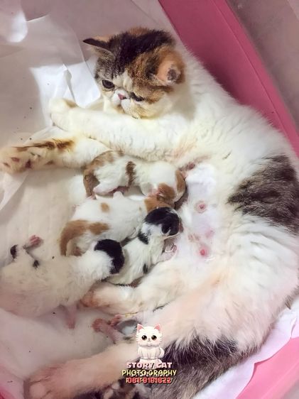 แม่พันธุ์ เอ็กโซติก ช็อตแฮร์ (Exotic Shorthair) รูปที่ 9