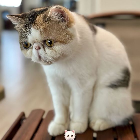 แม่พันธุ์ เอ็กโซติก ช็อตแฮร์ (Exotic Shorthair) รูปที่ 2