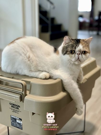 แม่พันธุ์ เอ็กโซติก ช็อตแฮร์ (Exotic Shorthair) รูปที่ 10