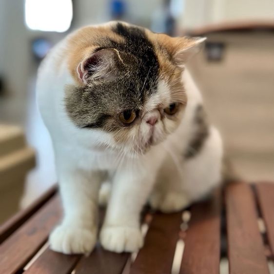 แม่พันธุ์ เอ็กโซติก ช็อตแฮร์ (Exotic Shorthair) รูปที่ 7