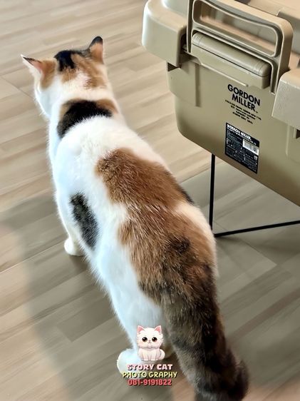 แม่พันธุ์ เอ็กโซติก ช็อตแฮร์ (Exotic Shorthair) รูปที่ 6