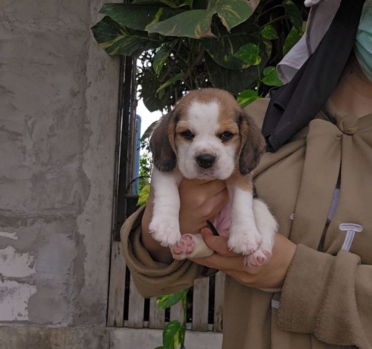 บีเกิล (Beagle) เล็ก ลูกบีเกิ้ลเมีย แท้ สายเลือดดี