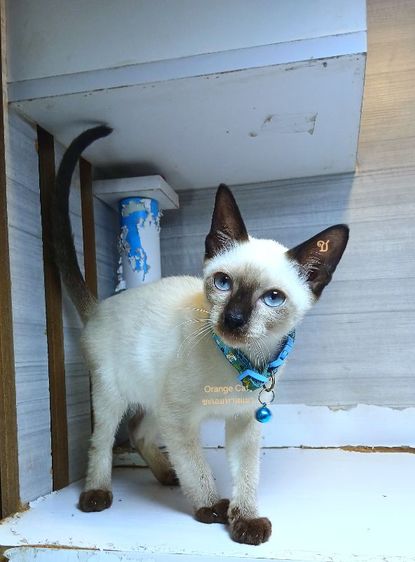 วิเชียรมาศ (Siamese Cat) แมววิเชียรมาศ เพศผู้ หางเรียวยาว คะวัคซีนแล้ว1เข็มก่อนย้ายตรวจหัดแมวฟรีรับประกันเอดส์แมวกับรูคีเมียคะ